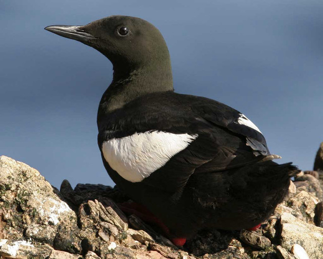 Black white bird rock sun free wallpaper for desktop - medium preview image