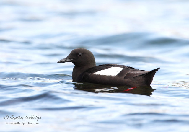 Black white duck red beak free wallpaper for desktop - medium preview image