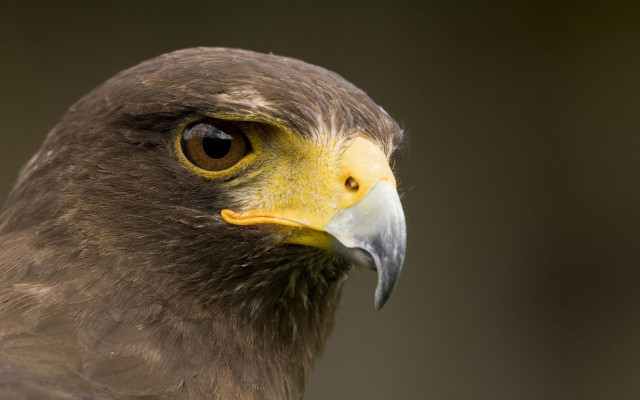 Bird prey yellow beak brown #5 free wallpaper for desktop - medium preview image