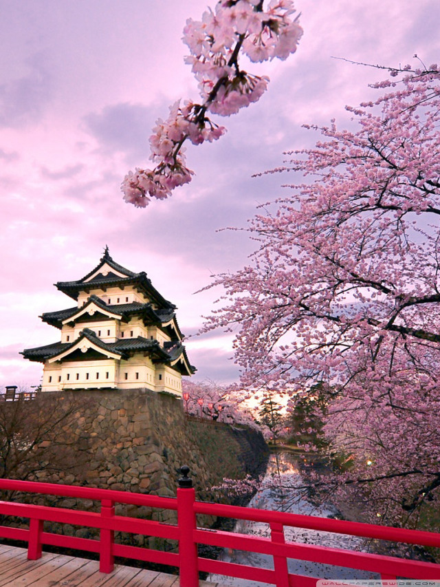 Red fence building cherry blossom free wallpaper for mobile - medium preview image