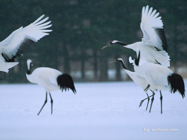 Crow flock over snowy field free wallpaper for desktop - medium preview image