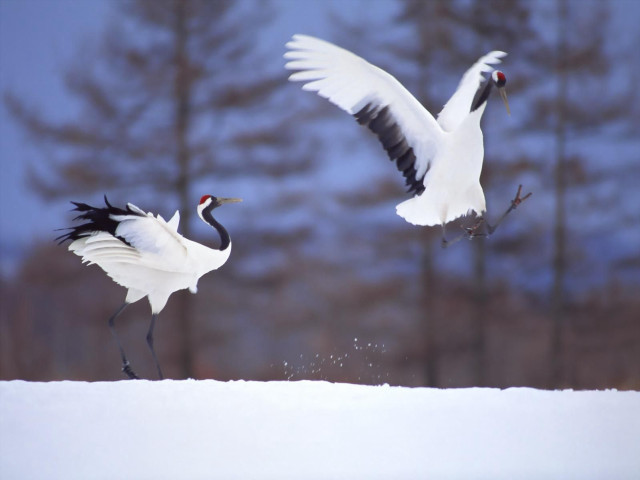 Birds flying snowy field trees free wallpaper for desktop - medium preview image