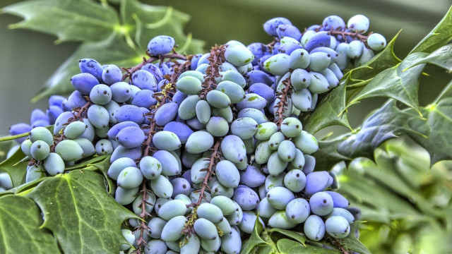 Blue berries leaves branch ecological free wallpaper for desktop - medium preview image