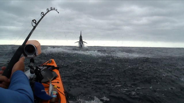 Kayak fishing shark boat water free wallpaper for desktop - medium preview image