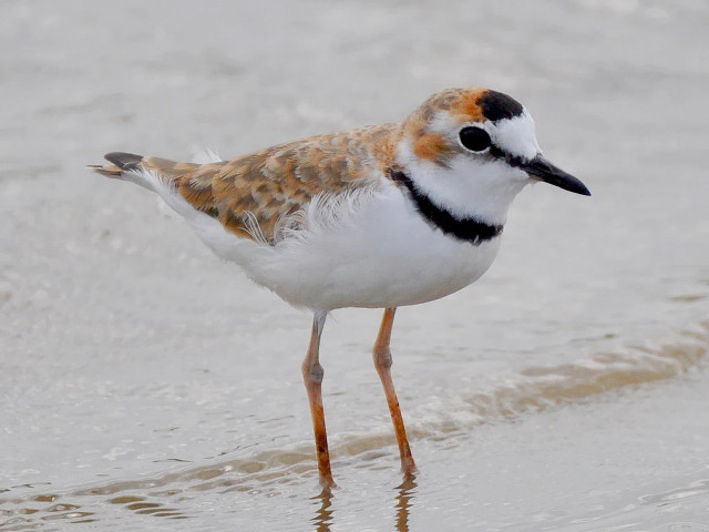 Bird water beach ocean legs free wallpaper for desktop - medium preview image