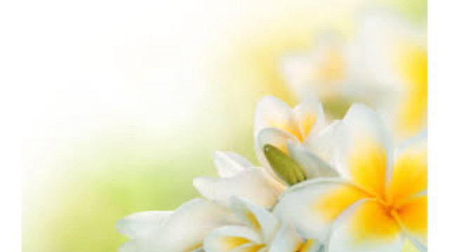 Close up flowers blurry background #6 free wallpaper for desktop - medium preview image