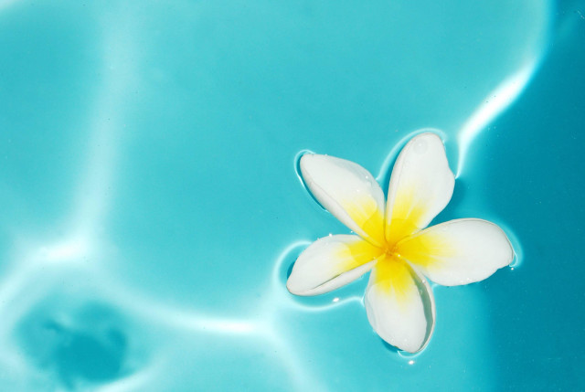 Flower floating pool water yellow free wallpaper for desktop - medium preview image