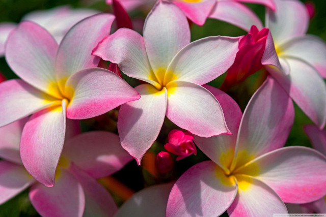 Pink white flowers yellow centers free wallpaper for desktop - medium preview image