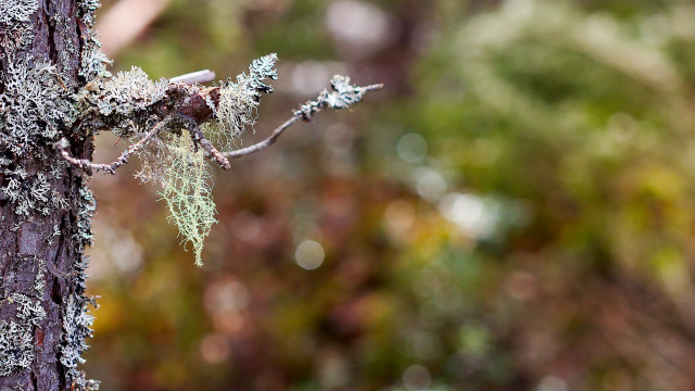 Mossy tree bark bokeh ecological free wallpaper for desktop - medium preview image