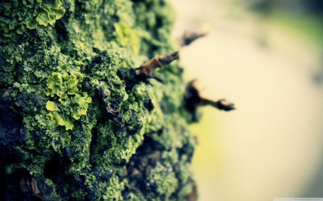 Mossy tree closeup small leaves free wallpaper for desktop - medium preview image