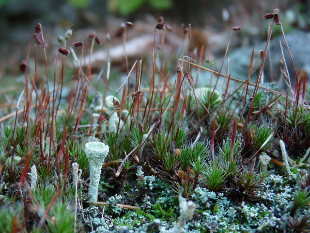 Moss covered ground small plants free wallpaper for desktop - medium preview image