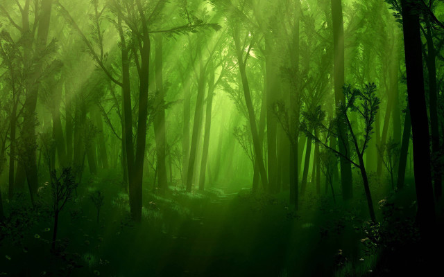 Green forest trees light sunlight free wallpaper for desktop - medium preview image