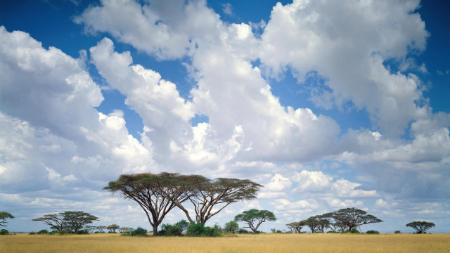 Field trees clouds sky grass free wallpaper for desktop - medium preview image