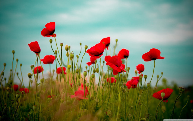 Red flower field sky clouds #2 free wallpaper for desktop - medium preview image