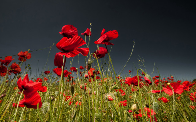 Red flowers dark sky clouds free wallpaper for desktop - medium preview image