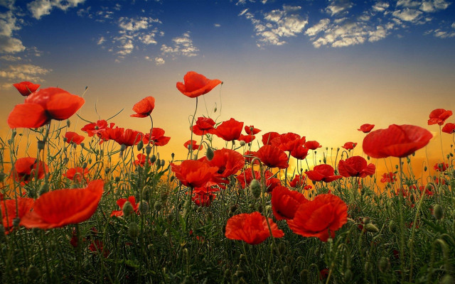 Red flowers sky clouds sunset free wallpaper for desktop - medium preview image