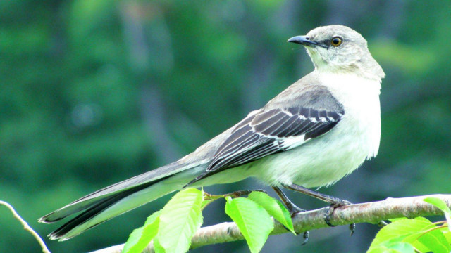 Bird branch leaves nature water free wallpaper for desktop - medium preview image