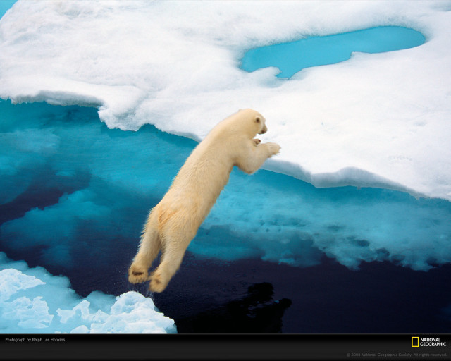 Polar bear jumping iceberg water free wallpaper for desktop - medium preview image