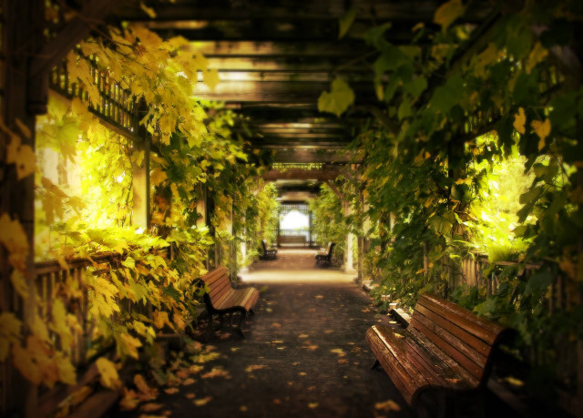 Autumn walkway bench plants light free wallpaper for desktop - medium preview image