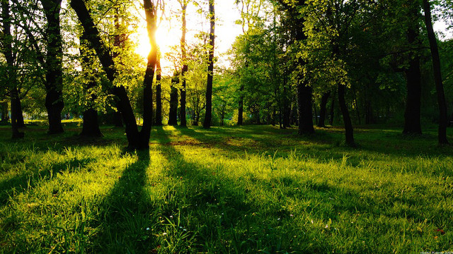 Grassy field trees sun shining free wallpaper for desktop - medium preview image