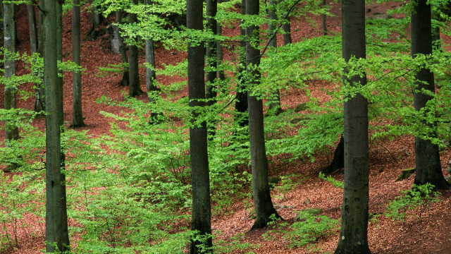 Forest trees leaves bench nature free wallpaper for desktop - medium preview image