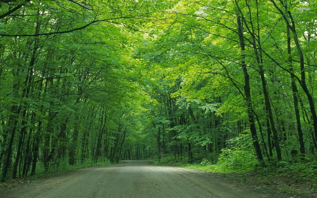 Dirt road trees green foliage free wallpaper for desktop - medium preview image