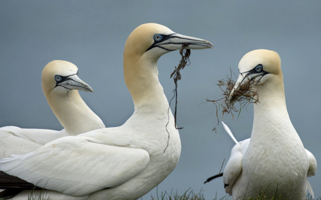Three white birds long beaks #3 free wallpaper for desktop - medium preview image