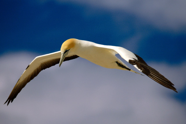 Bird flying wings spread head free wallpaper for desktop - medium preview image