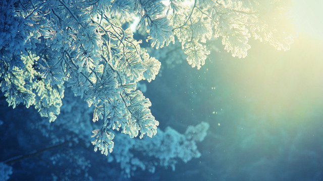 Tree snow sunshine branches closeup free wallpaper for desktop - medium preview image
