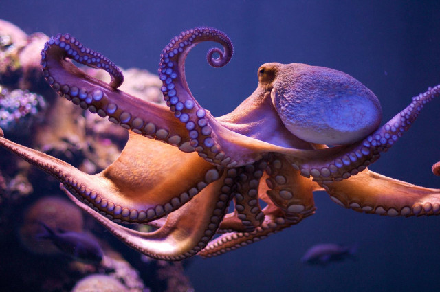Octopus swimming aquarium fish ball free wallpaper for desktop - medium preview image