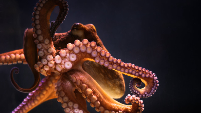 Octopus dark room black background free wallpaper for desktop - medium preview image