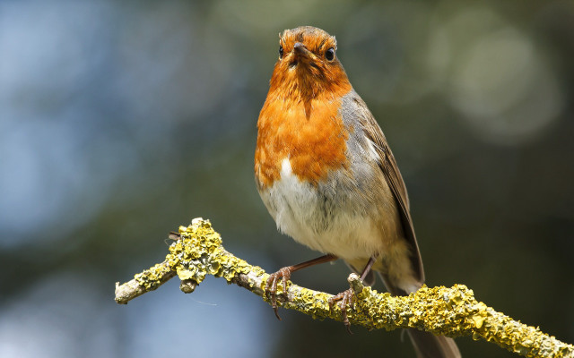 Small bird branch moss blurry free wallpaper for desktop - medium preview image