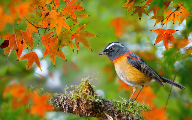Bird perched branch tree orange free wallpaper for desktop - medium preview image