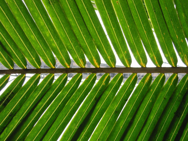 Green palm leaf macro bamboo free wallpaper for desktop - medium preview image