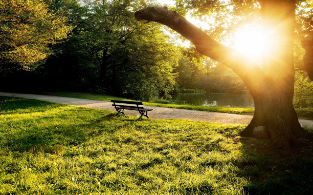 Park bench sunlight trees grass free wallpaper for desktop - medium preview image