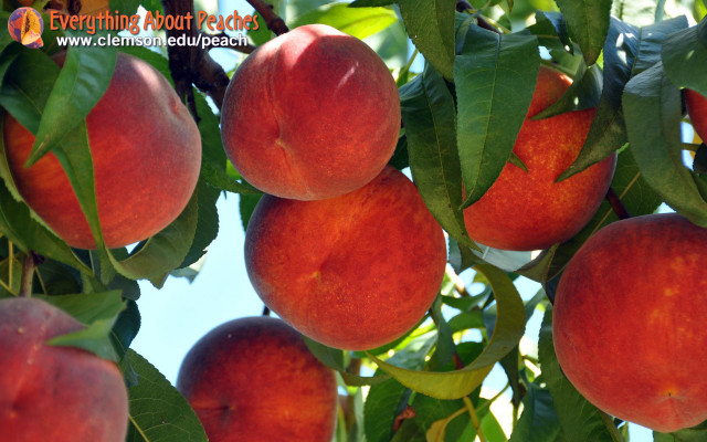 Peaches hanging tree leaves blue free wallpaper for desktop - medium preview image