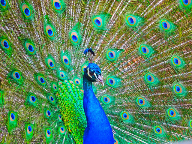Peacock feathers spread display colorful free wallpaper for desktop - medium preview image