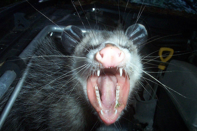 Badger tongue out showing teeth free wallpaper for desktop - medium preview image