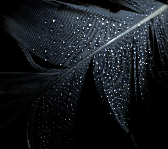 Black feather water droplets white free wallpaper for tablet - medium preview image