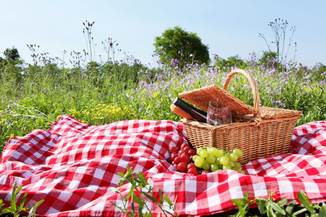 Picnic blanket grapes wine field free wallpaper for desktop - medium preview image