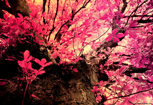 Tree pink leaves fall red free wallpaper for desktop - medium preview image