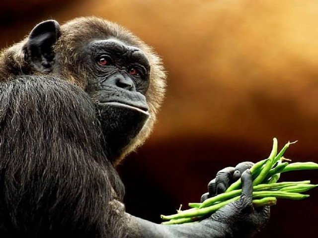 Monkey holding green beans serious free wallpaper for desktop - medium preview image