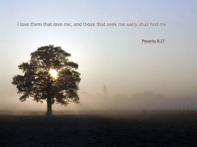 Tree field quote love seek free wallpaper for desktop - medium preview image