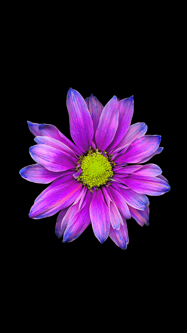 Purple flower green center black free wallpaper for mobile - medium preview image
