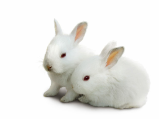 White rabbits sitting white background free wallpaper for desktop - medium preview image
