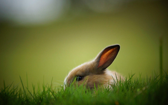 Rabbit sitting grass ears up #2 free wallpaper for desktop - medium preview image
