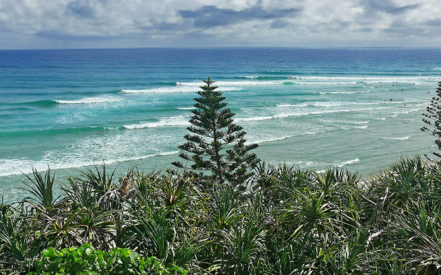 Beach tree water view foreground free wallpaper for desktop - medium preview image