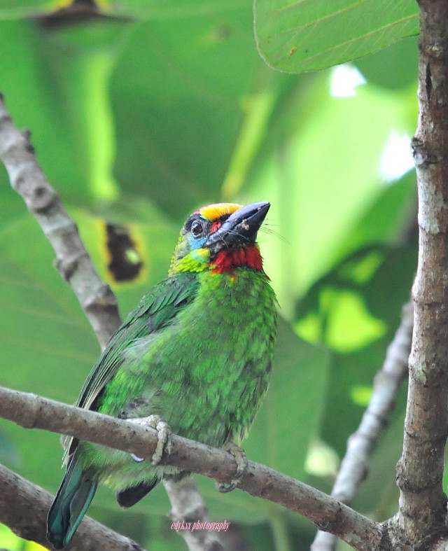 Colorful bird perched tree branch #2 free wallpaper for mobile - medium preview image