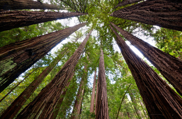Forest trees sky clouds view free wallpaper for desktop - medium preview image
