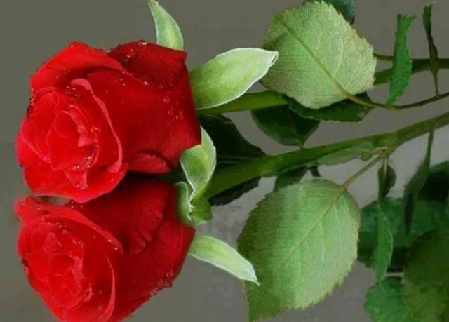 Red rose water droplets reflection free wallpaper for desktop - medium preview image